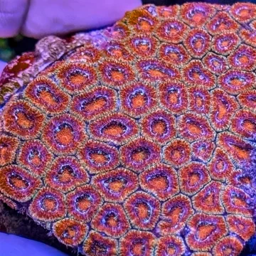 🌈 ULTRA RAINBOW MICROMUSSA FRAG – MOTHER COLONY PICTURED 🌈