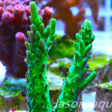Acropora, Stunning Dayglow Table Frag B