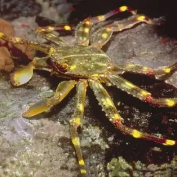 Sally Lightfoot Crab