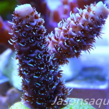 Acropora Millipora Australian Frag A P817729057