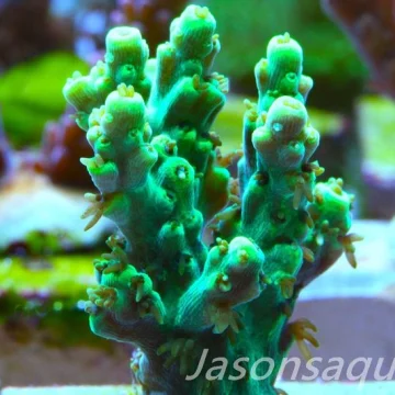Acropora Dayglow Green Table Frag A P866280345