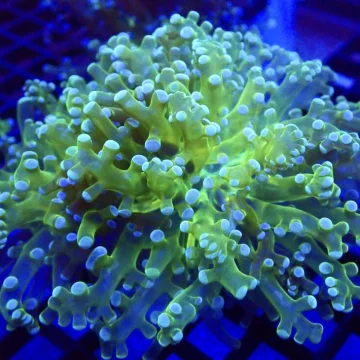 Atomic Branching Frogspawn Double Head