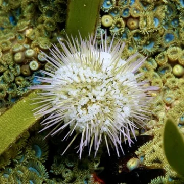 Pincushion Urchin Lytechinus variegatus