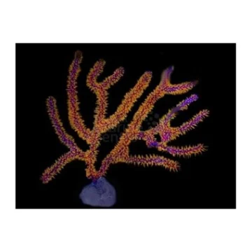 Golden Polyp Gorgonia Menella sp