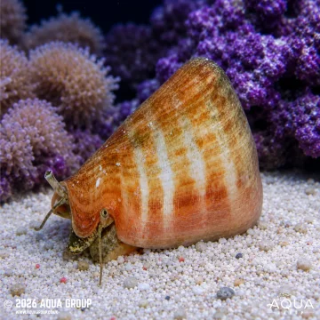 Strawberry Conch - Strombus luhuanus