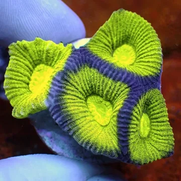 Toxic Green Montastrea