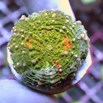 WYSIWYG 220 Orange Crush Acan echinata