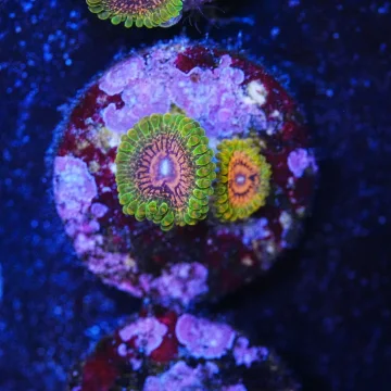 GMK zoa