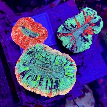 Ultra Trachyphyllia — Open Brain Coral— WYSIWYG — Rare LPS Coral