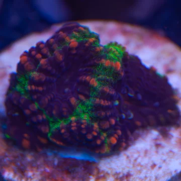 Watermelon favia type 2