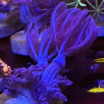 Waving hand