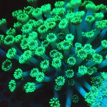 Joker Goniopora