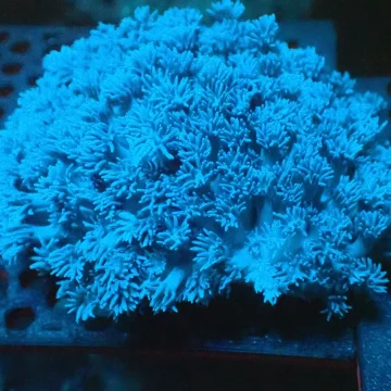 Blue Goniopora Coral