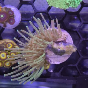 WYSIWYG Long Polyp Toadstool Leather