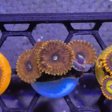WYSIWYG Magician Zoanthids