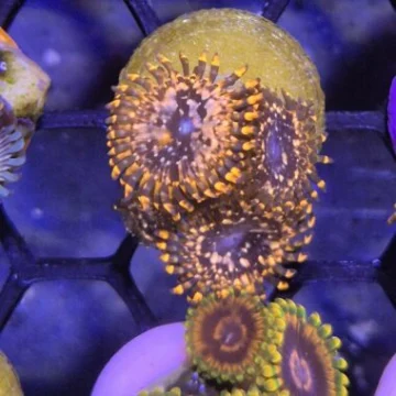 WYSIWYG Utter Chaos Zoanthids