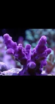 tyree purple monster acropora New