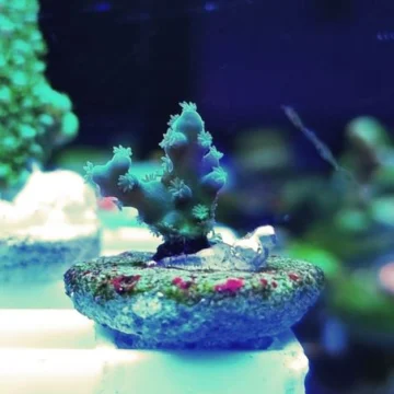 Teal bottle brush acropora