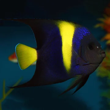 Asfur Angelfish