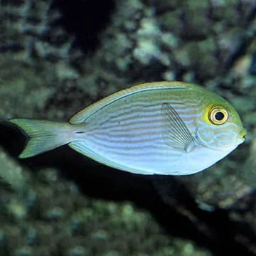 Elongate Mata Tang