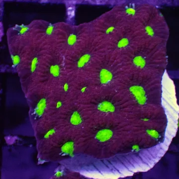 Red Green Eye Favia F2