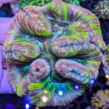 🔥MALAYSIAN 💜 MASTER 💥 WELLSOPHYLLIA 🔥