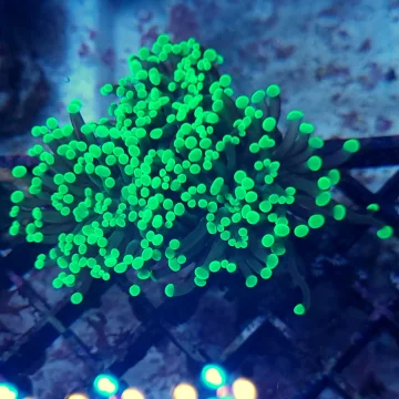 Green Hammer Coral 3-Heads (Euphyllia parancora)