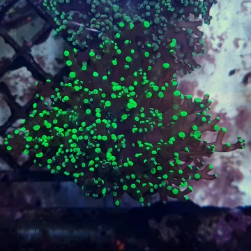 Frogspawn Coral Neon Green (Euphyllia paradivisa)