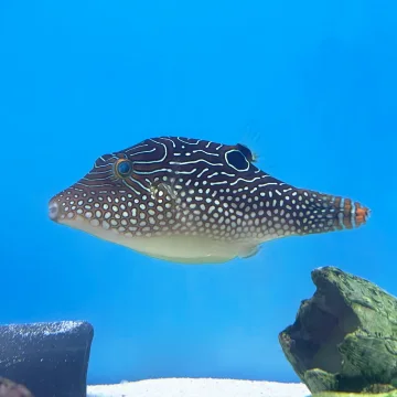 Jewel Pufferfish (Canthigaster solandri)