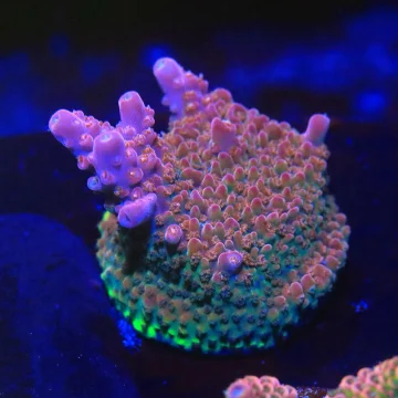 Baphomet Acropora WYSIWYG